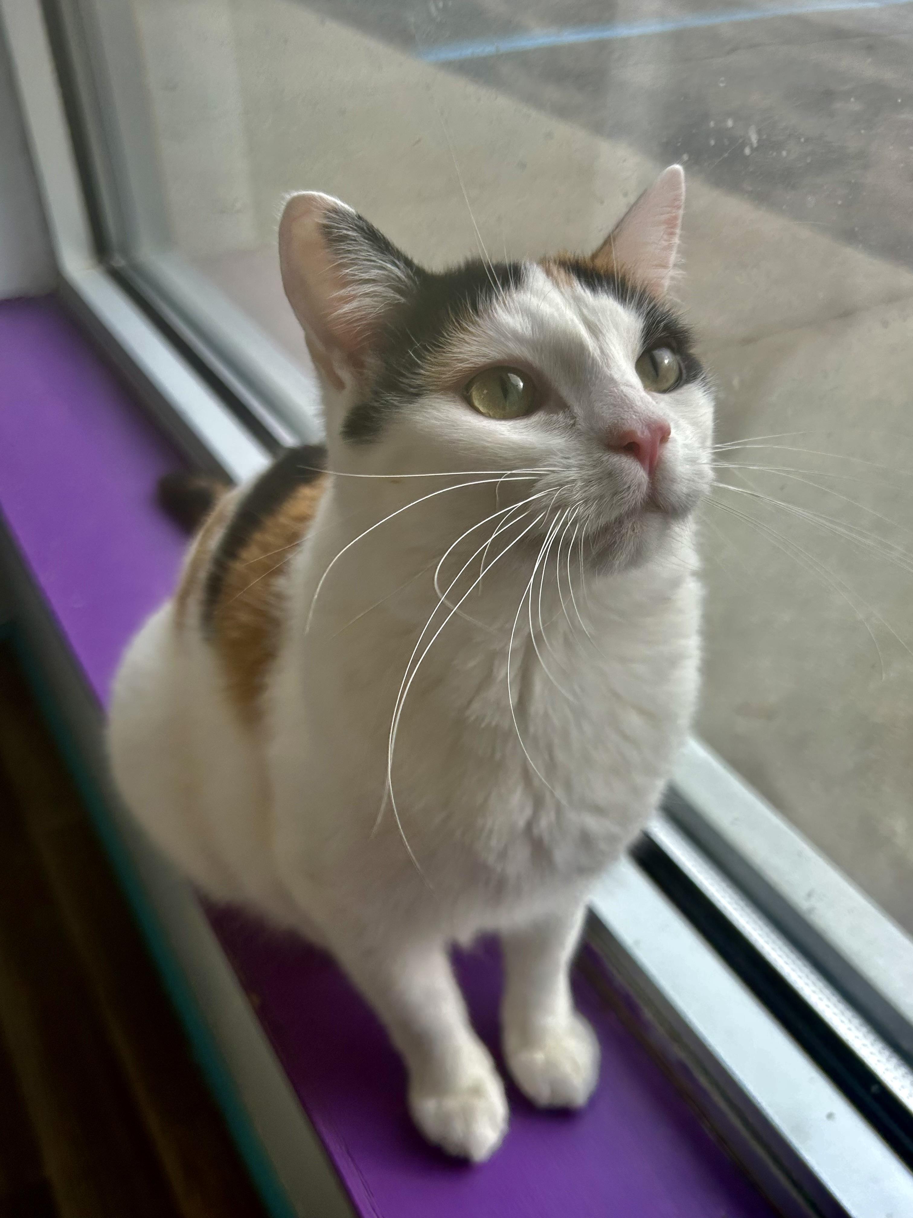 Enlarge Burlie, a Adoptable Calico in Grand Rapids, MI image 6/6