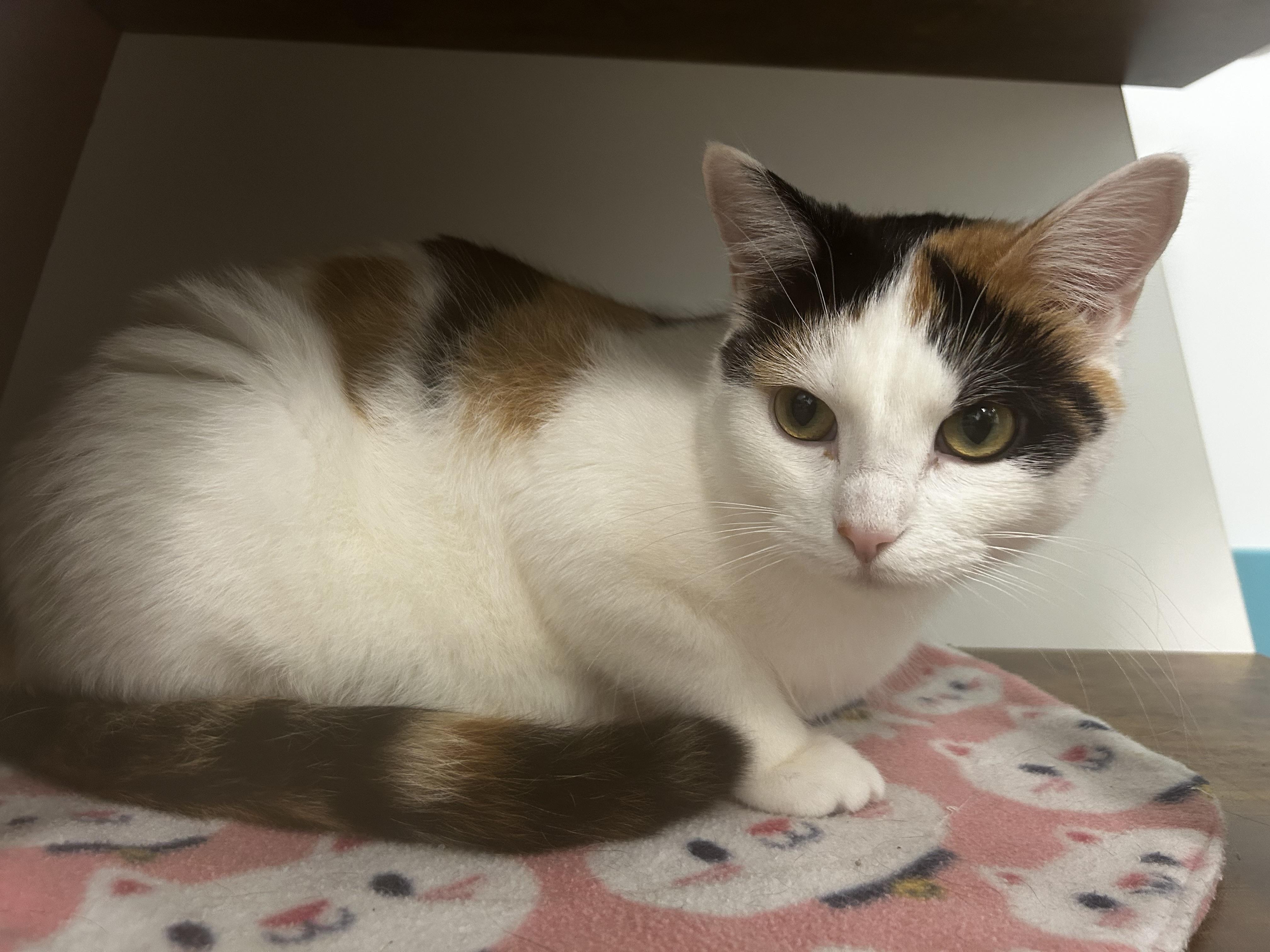 Enlarge Burlie, a Adoptable Calico in Grand Rapids, MI image 6/6