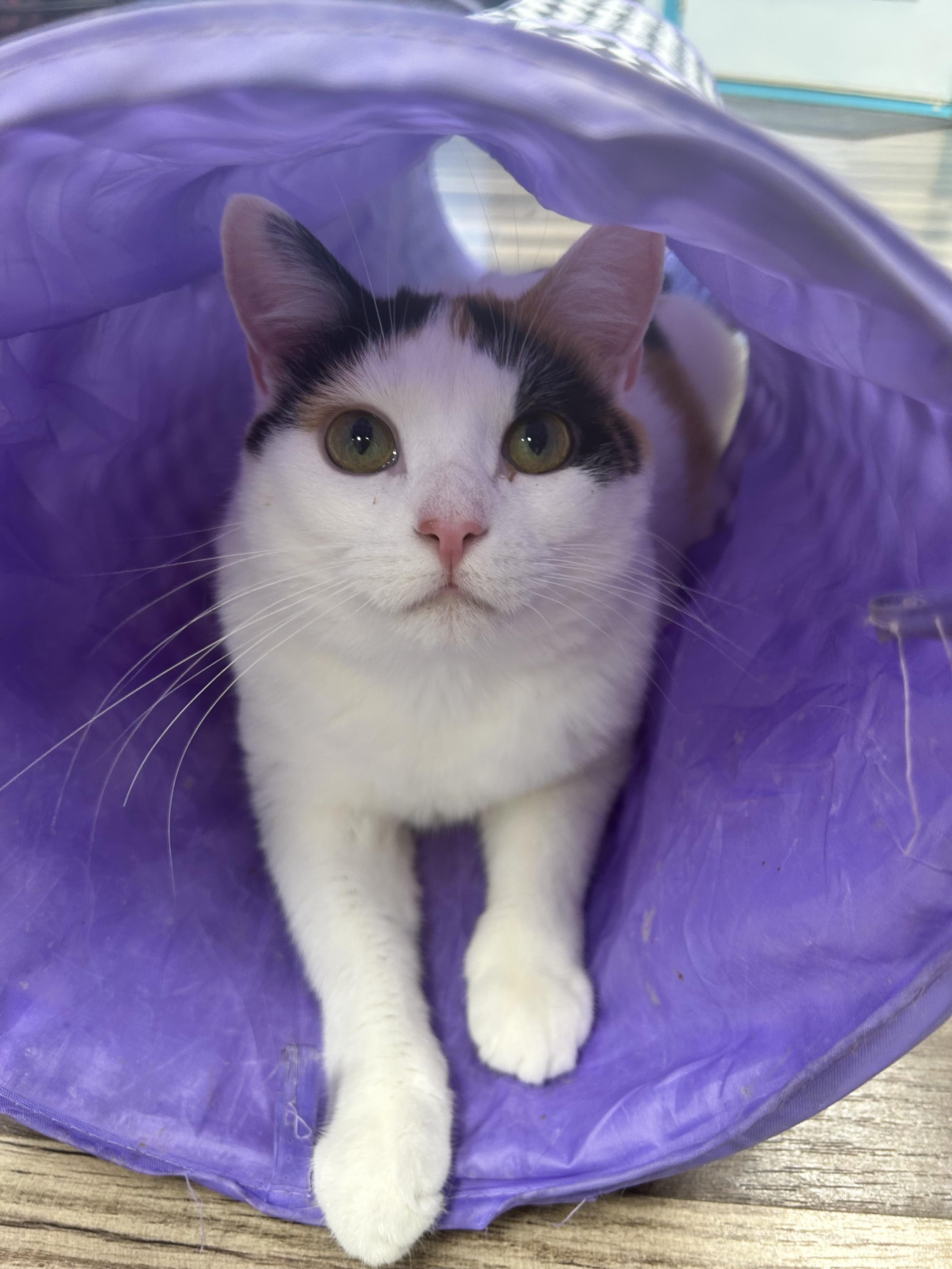 Enlarge Burlie, a Adoptable Calico in Grand Rapids, MI image 2/6