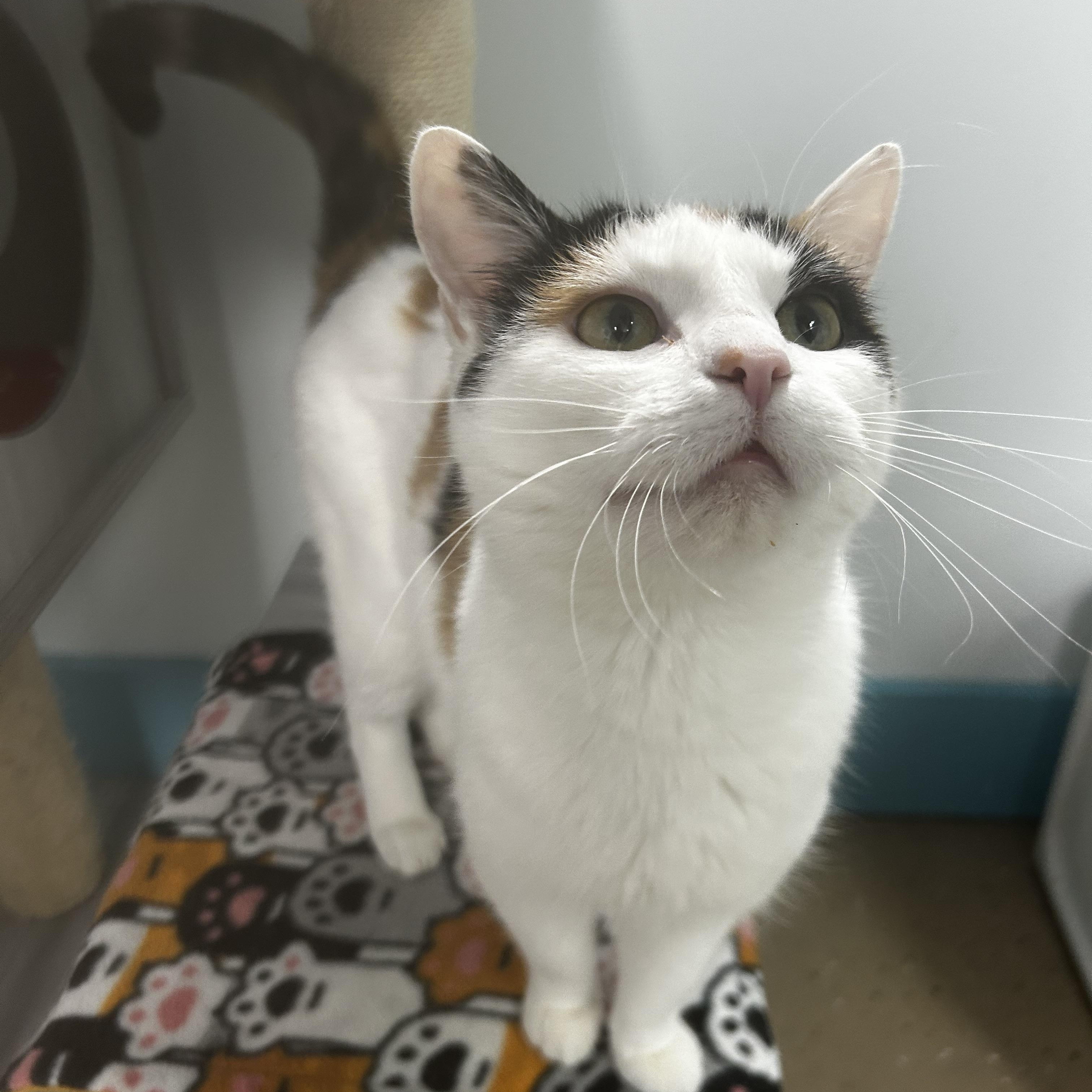 Enlarge Burlie, a Adoptable Calico in Grand Rapids, MI image 3/6