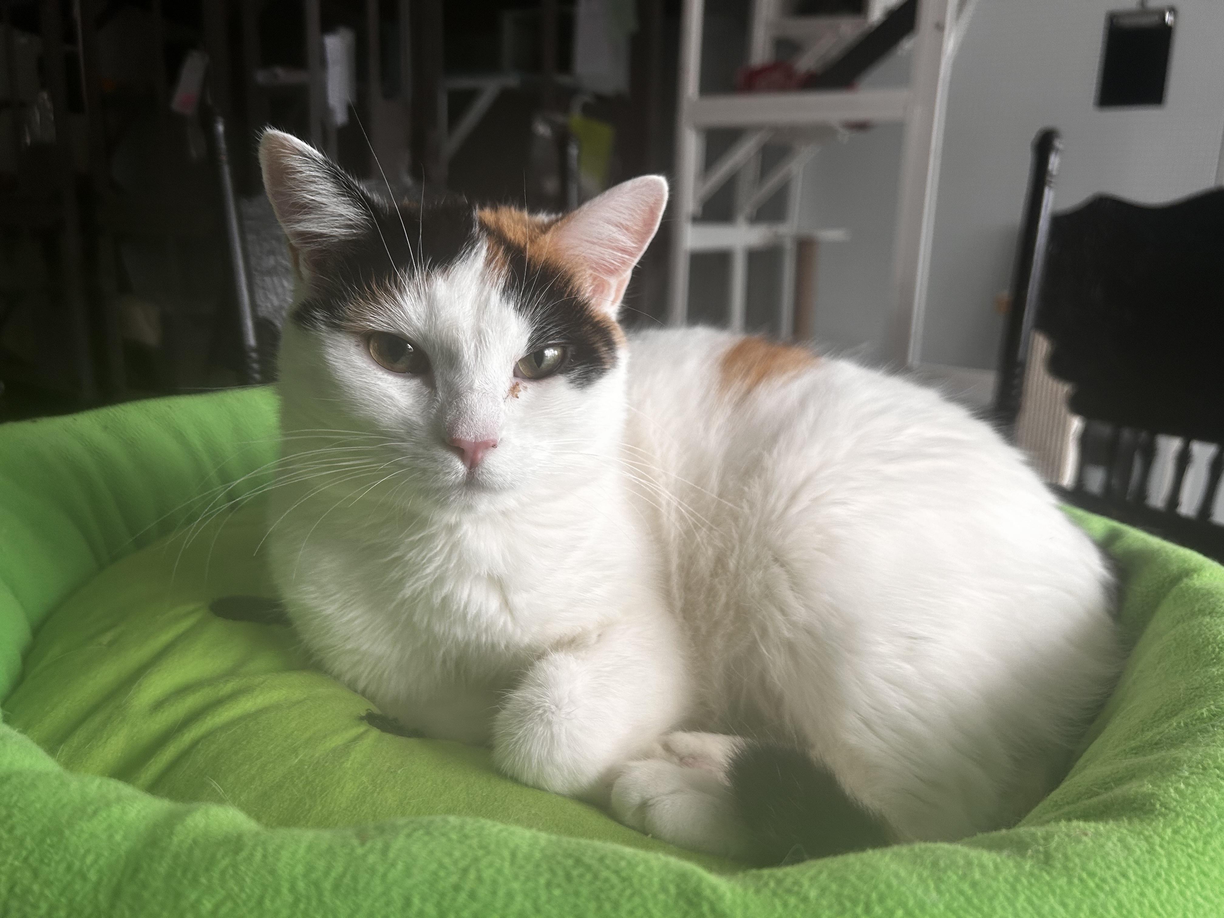 Enlarge Burlie, a Adoptable Calico in Grand Rapids, MI image 2/6