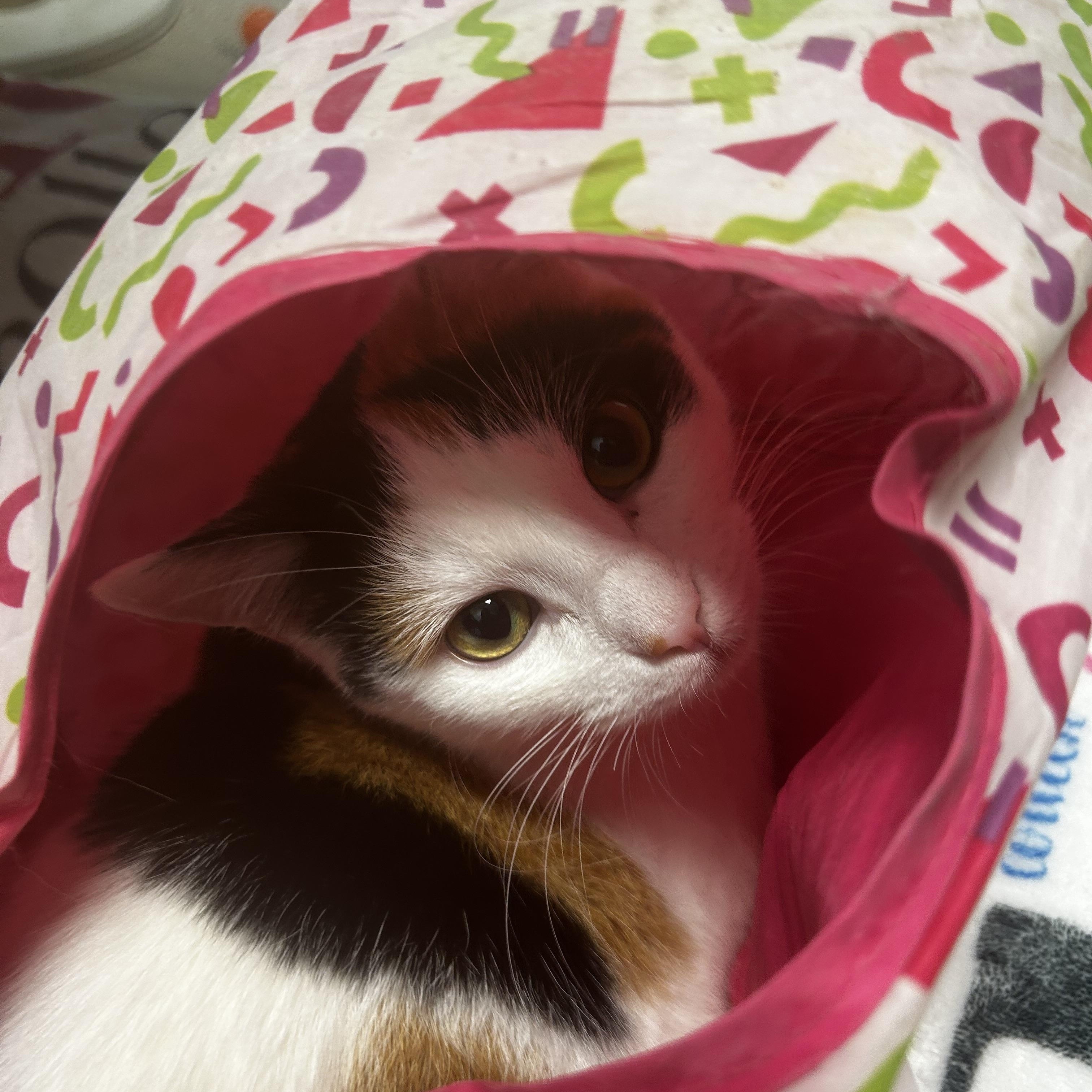 Enlarge Burlie, a Adoptable Calico in Grand Rapids, MI image 5/6