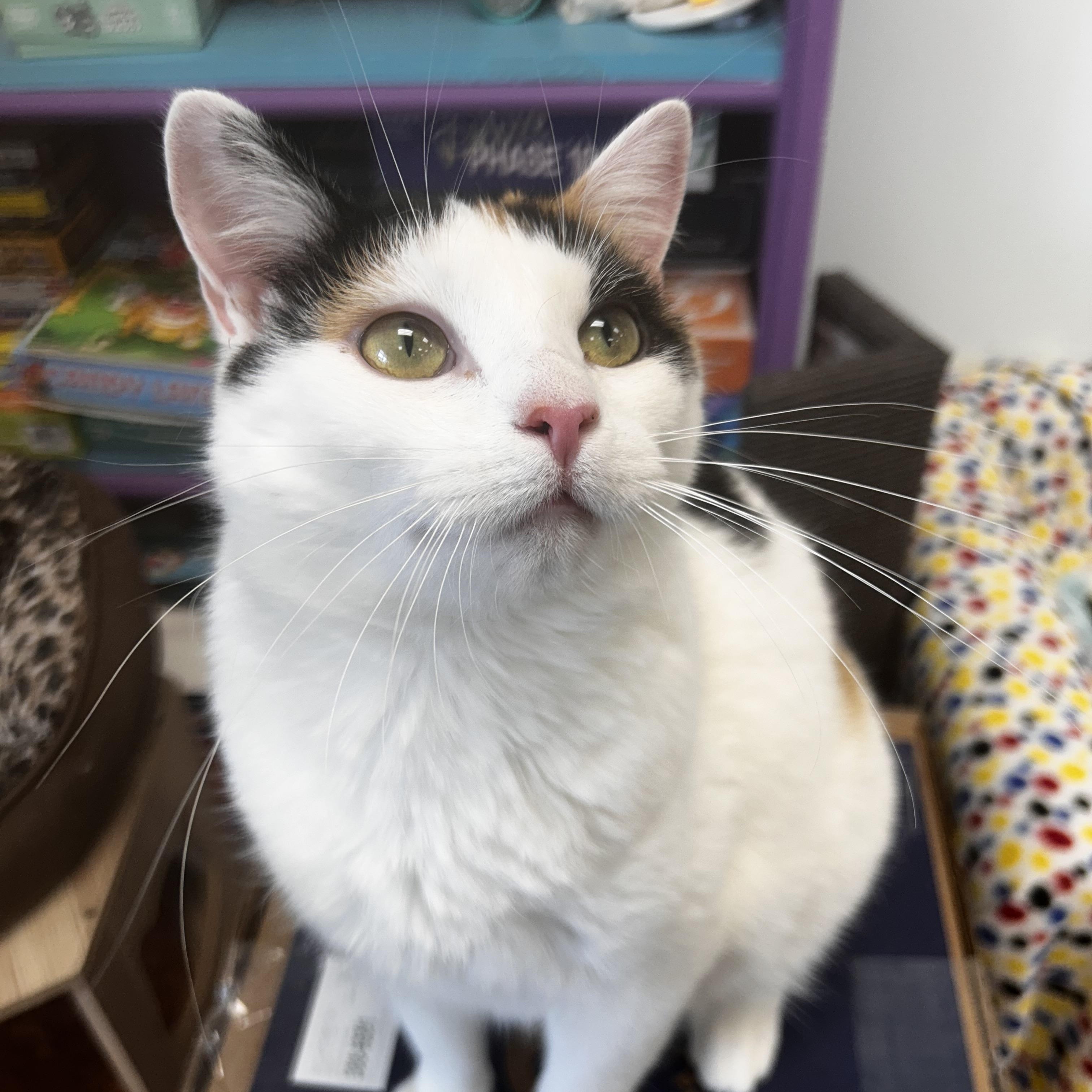 Enlarge Burlie, a Adoptable Calico in Grand Rapids, MI image 1/6