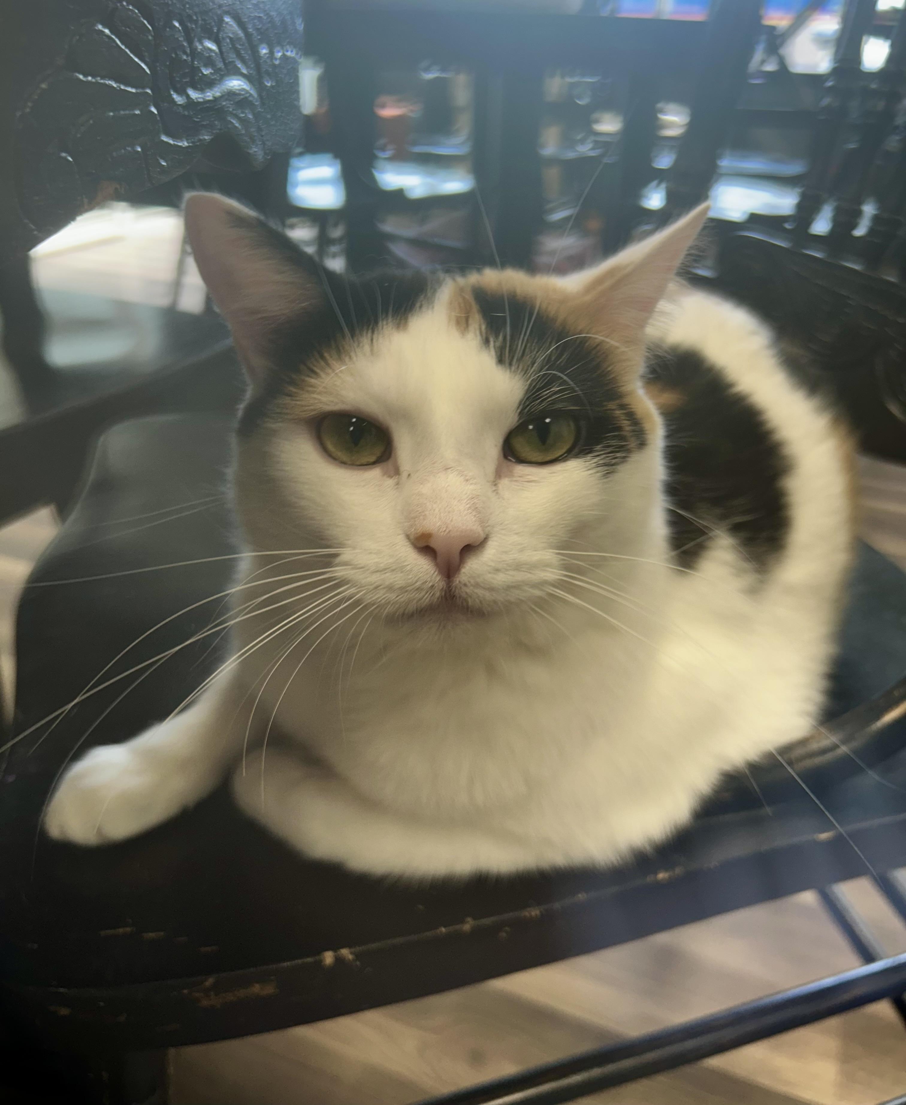 Burlie, Adoptable, Young Female Calico.