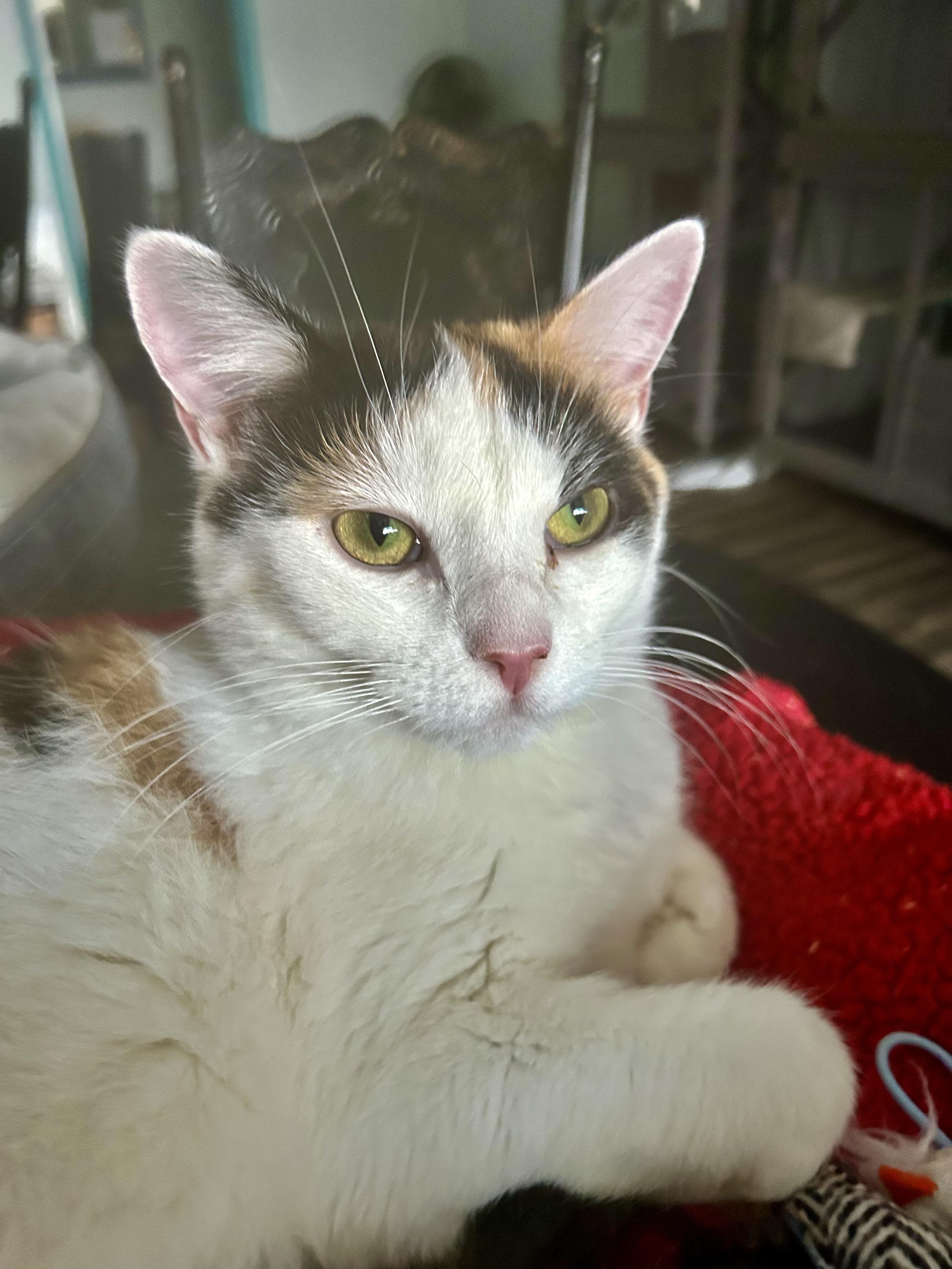 Enlarge Burlie, a Adoptable Calico in Grand Rapids, MI image 5/6