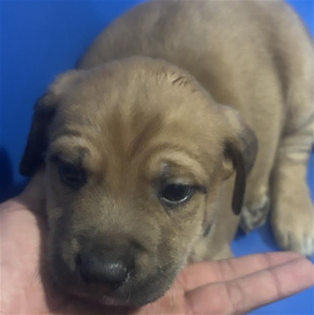 STAN — thumbnail 2