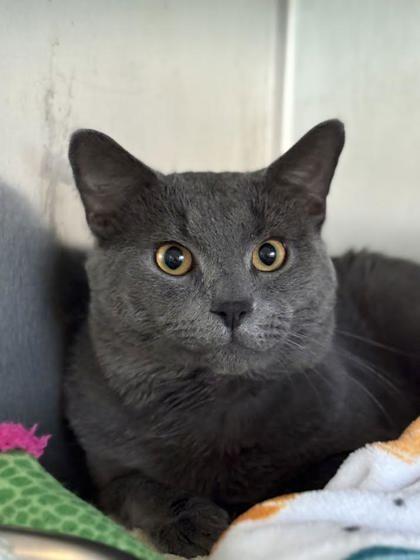 Spongy, Adoptable, Adult Male Domestic Short Hair & Domestic Short Hair.