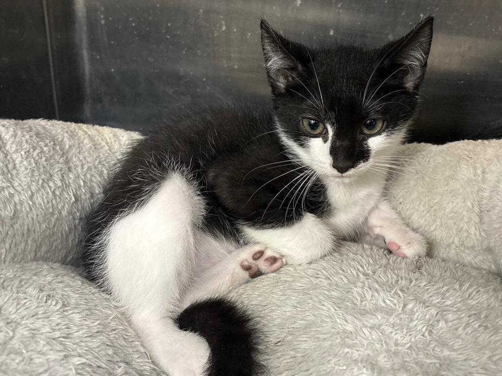 Virgil / AC 27437 B, Adoptable, Kitten Male Domestic Medium Hair.