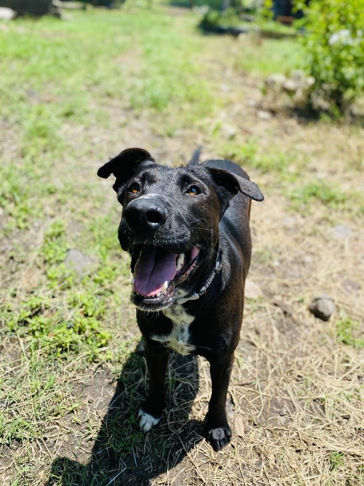 Enlarge Nero, a Adoptable mixed breed in Ajijic Centro, JAL image 1/6