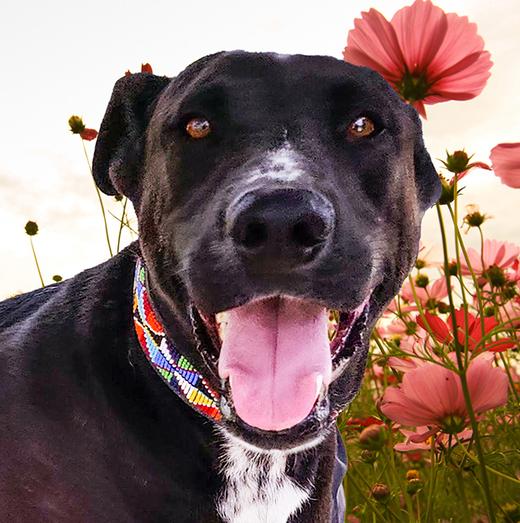 Enlarge Nero, a Adoptable mixed breed in Ajijic Centro, JAL image 2/6