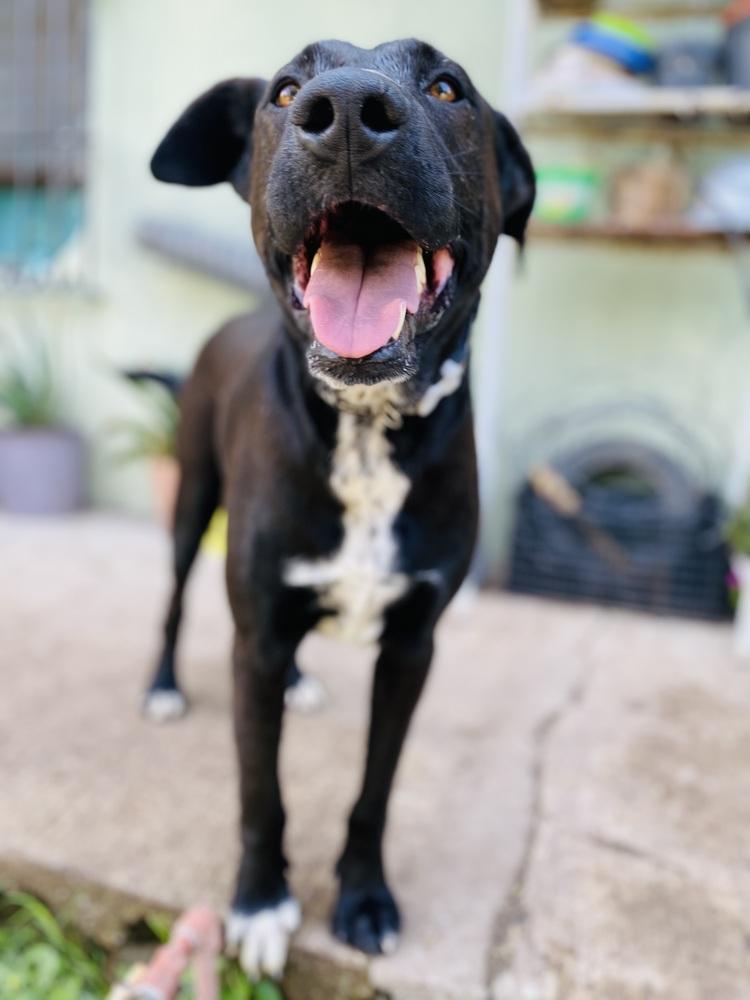 Nero, Adoptable, Adult Male Labrador Retriever & Mixed Breed.