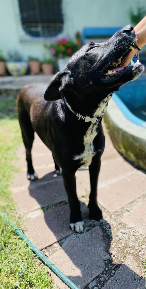 Enlarge Nero, a Adoptable mixed breed in Ajijic Centro, JAL image 4/6