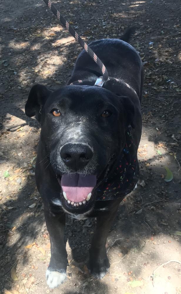 Enlarge Nero, a Adoptable mixed breed in Ajijic Centro, JAL image 5/6
