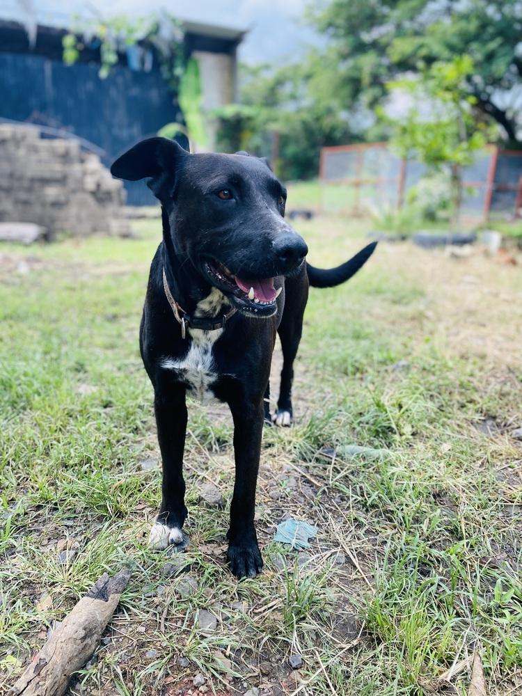 Enlarge Nero, a Adoptable mixed breed in Ajijic Centro, JAL image 6/6