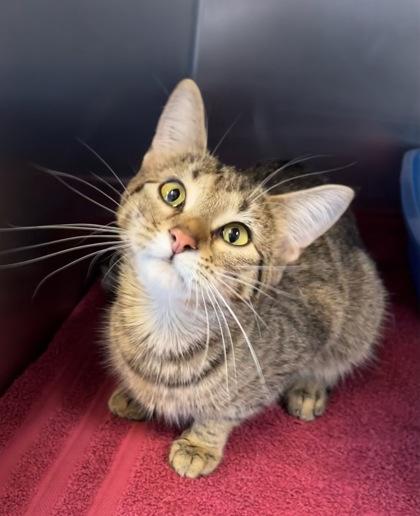 Chestnut, Adoptable, Young Female Domestic Short Hair & Domestic Short Hair.