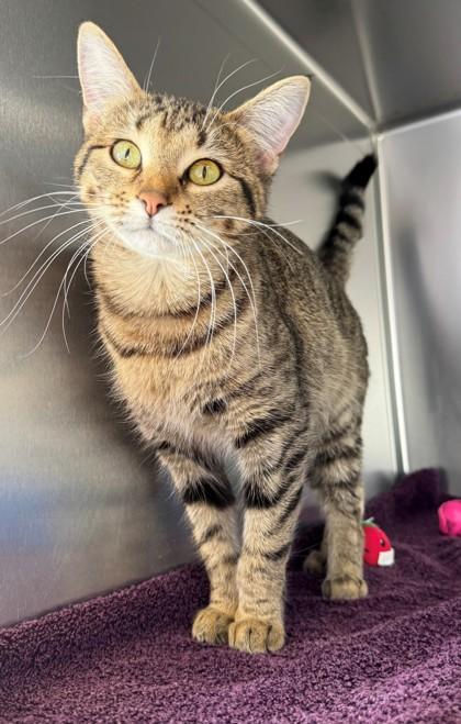 Enlarge Chestnut, a Adoptable mixed breed in Willmar, MN image 2/2