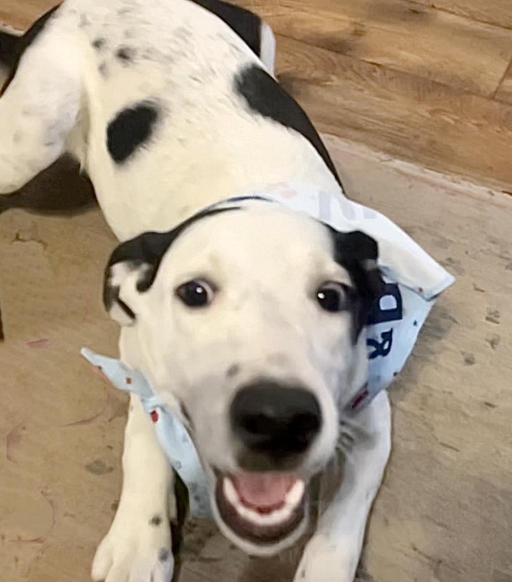 Enlarge Grits in Texarkana TX (Courtesy listing), a Adoptable mixed breed in Texarkana, TX image 2/6