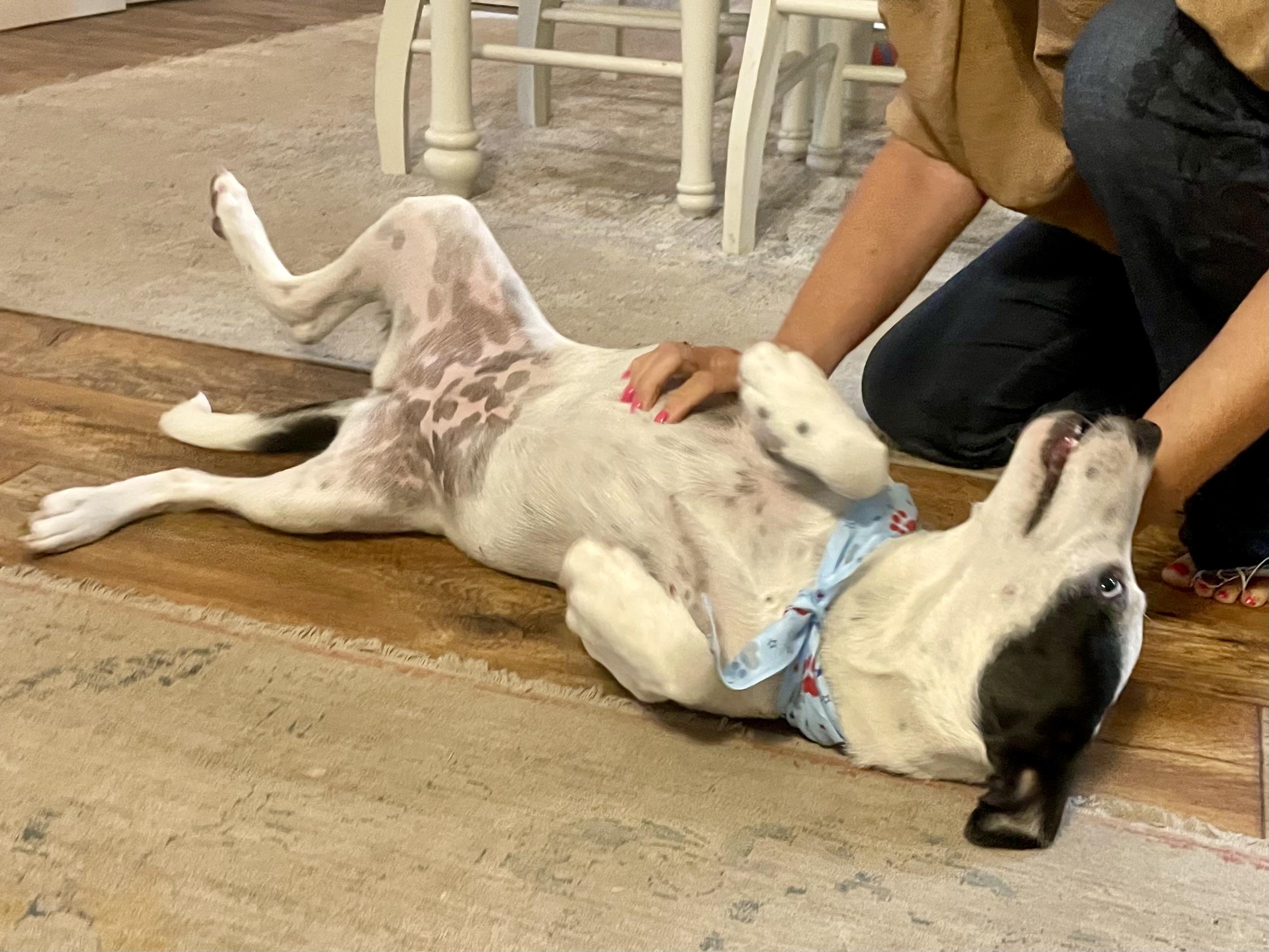 Enlarge Grits in Texarkana TX (Courtesy listing), a Adoptable mixed breed in Texarkana, TX image 6/6