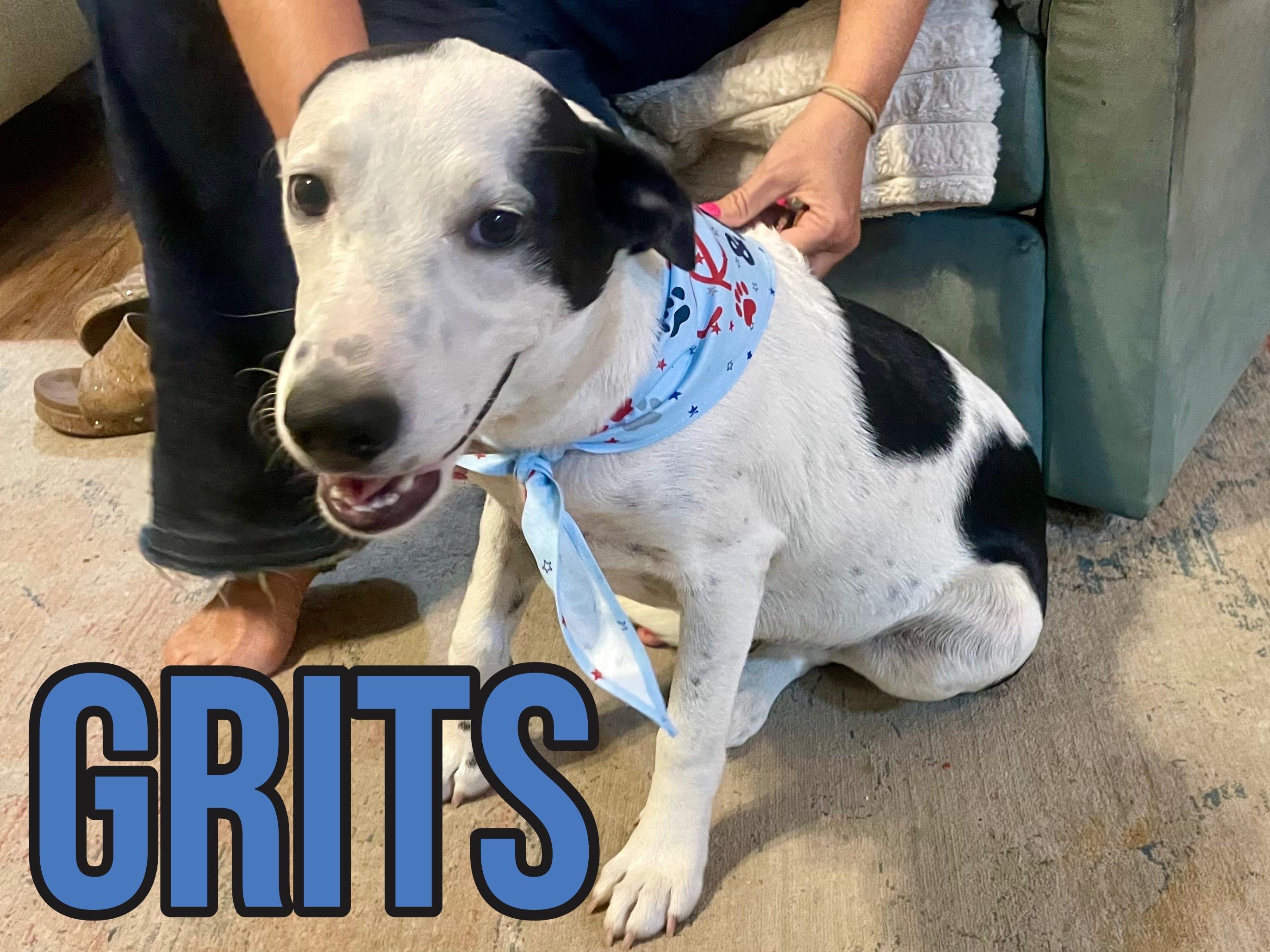 Enlarge Grits in Texarkana TX (Courtesy listing), a Adoptable mixed breed in Texarkana, TX image 1/6