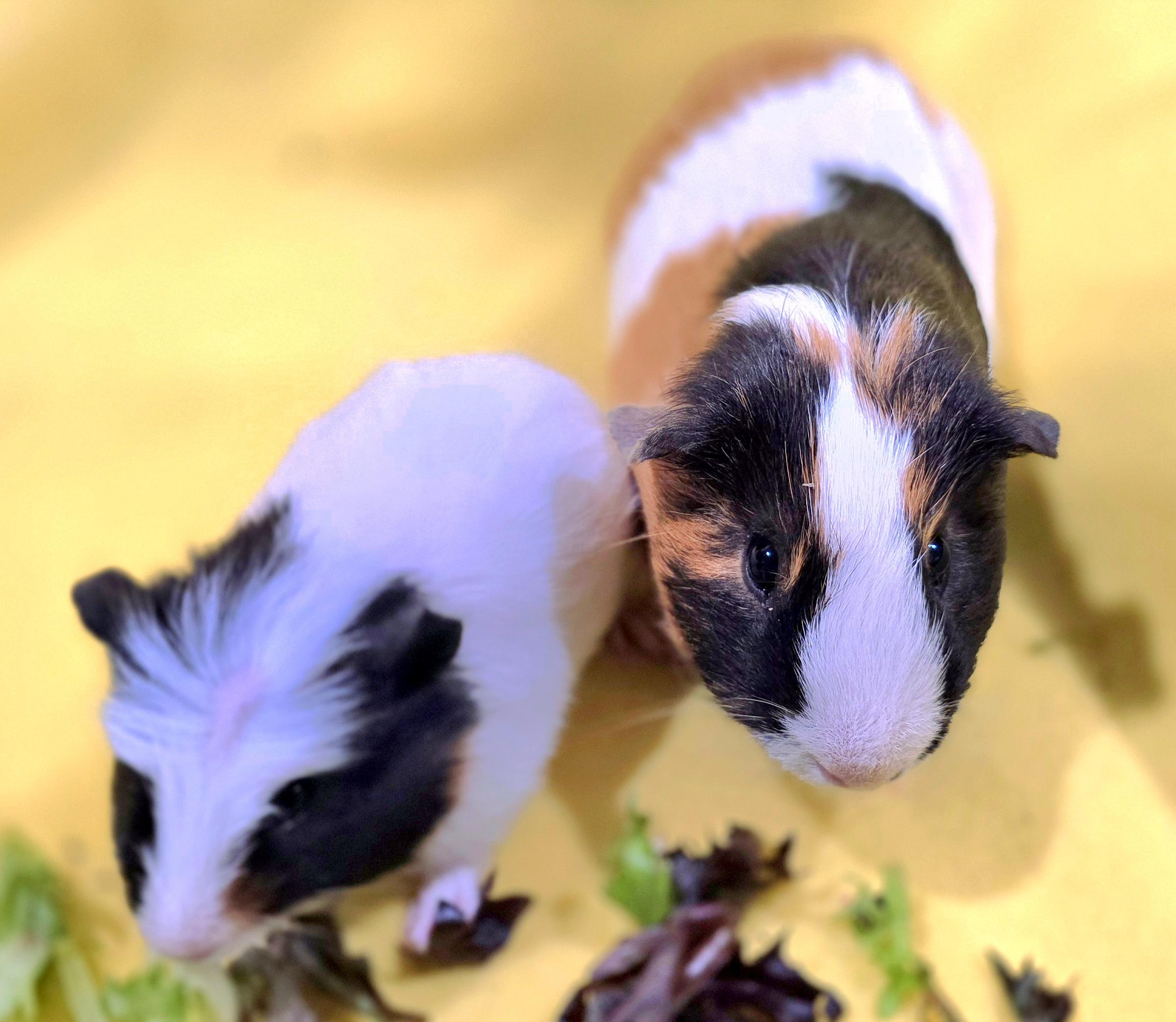 Archie and Biggles, a ADOPTABLE Guinea Pig in New Kensington, PA image 3/4
