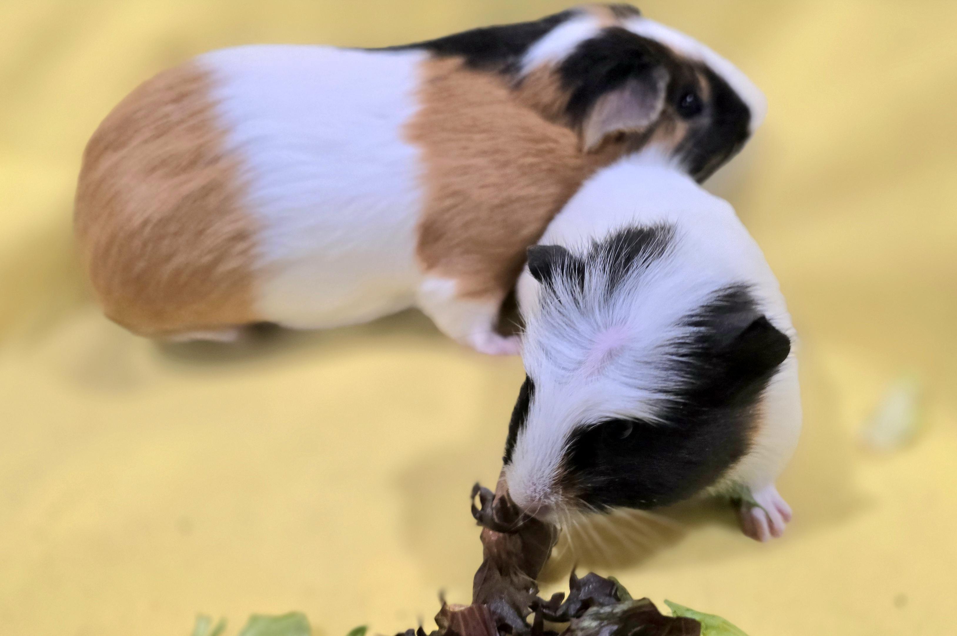 Archie and Biggles, a ADOPTABLE Guinea Pig in New Kensington, PA image 4/4