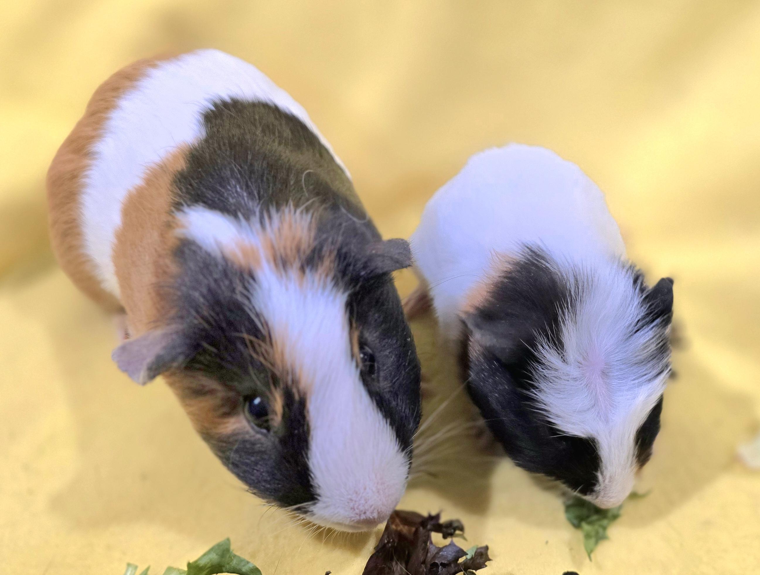 Archie and Biggles, ADOPTABLE, Young Male Guinea Pig.