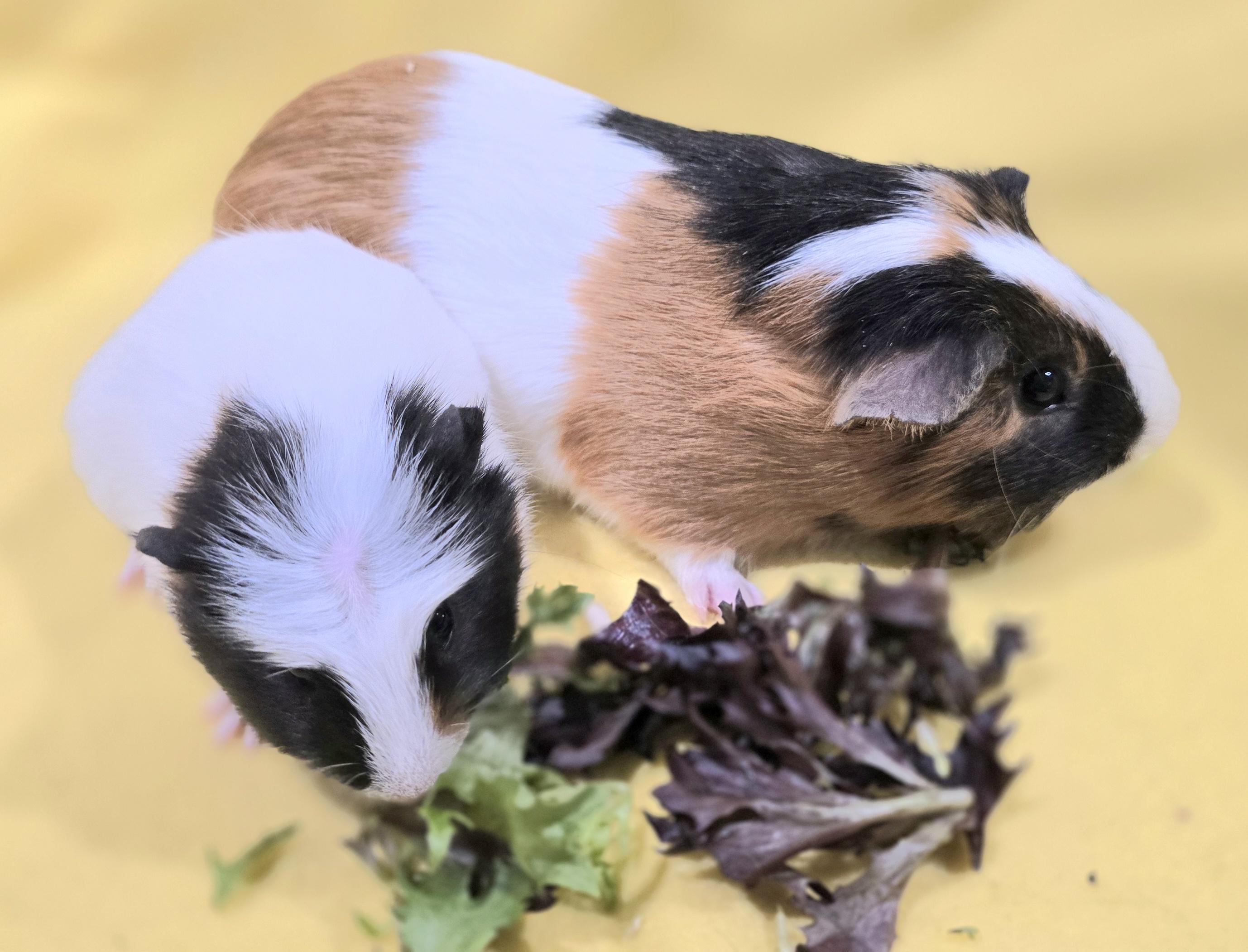 Archie and Biggles, a ADOPTABLE Guinea Pig in New Kensington, PA image 2/4