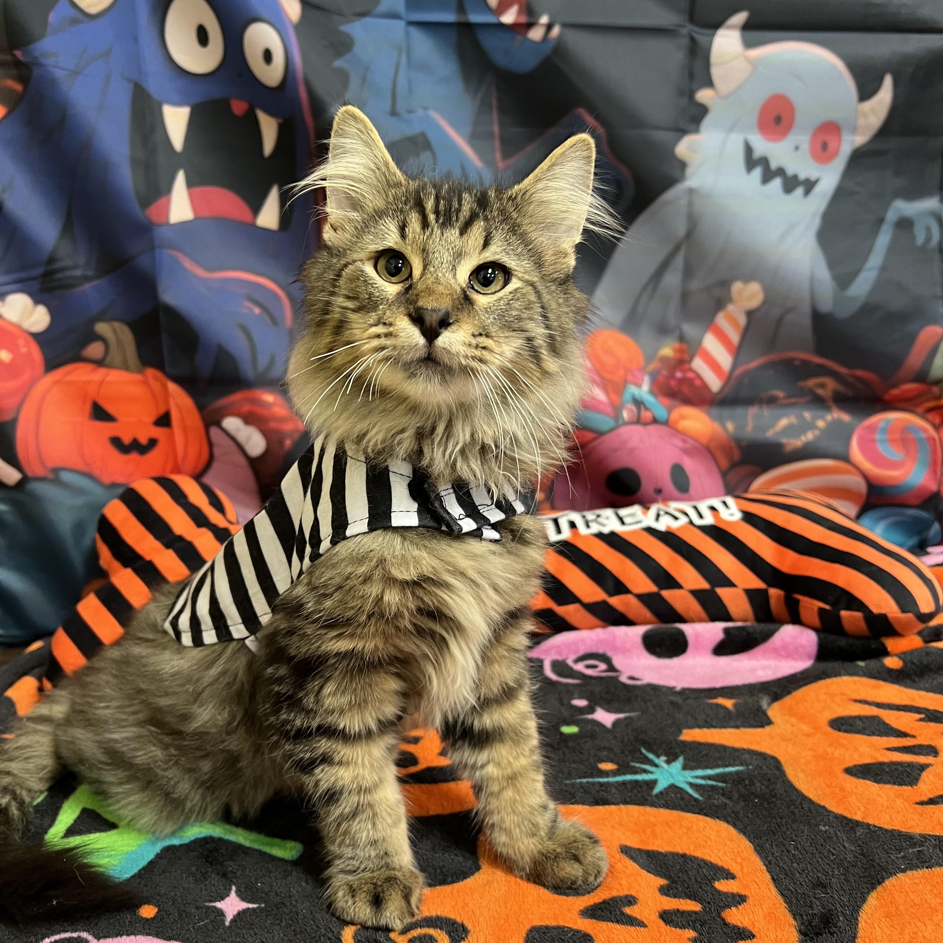 Beetlejuice - NO FEE (Sponsored by a citizen) photo