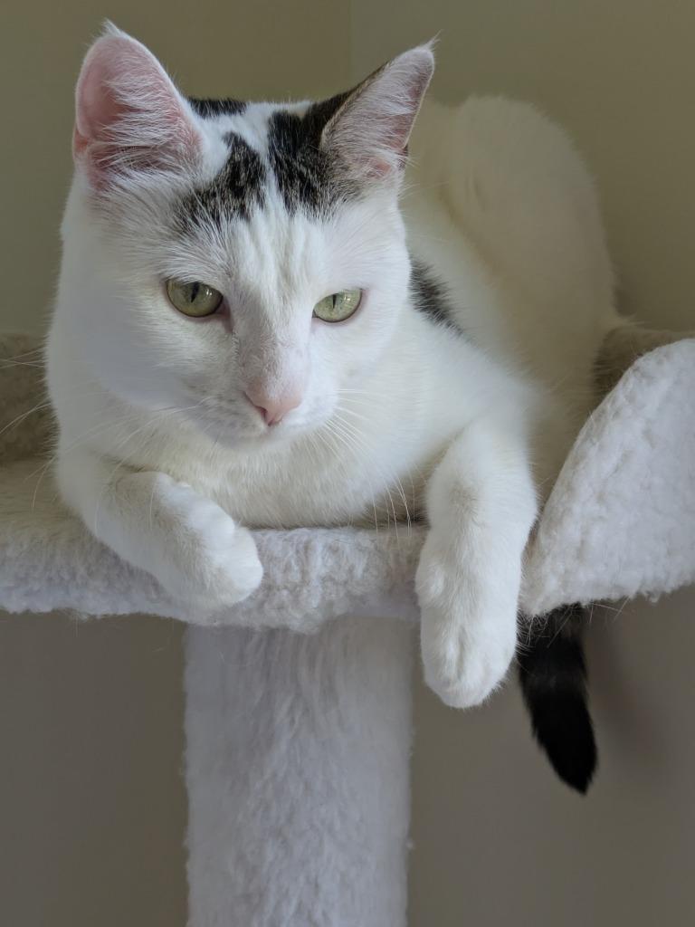 Baby (Baby Girl) - No Longer Accepting Apps, Adoptable, Adult Female Domestic Short Hair.