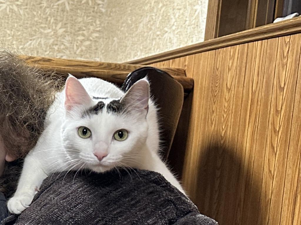 Enlarge Baby (Baby Girl) - No Longer Accepting Apps, a Adoptable mixed breed in Minneapolis, MN image 2/6