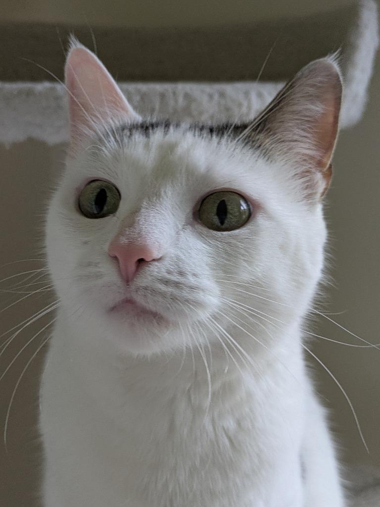 Enlarge Baby (Baby Girl) - No Longer Accepting Apps, a Adoptable mixed breed in Minneapolis, MN image 3/6