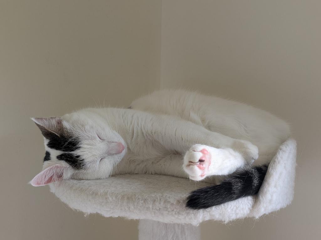 Enlarge Baby (Baby Girl) - No Longer Accepting Apps, a Adoptable mixed breed in Minneapolis, MN image 4/6