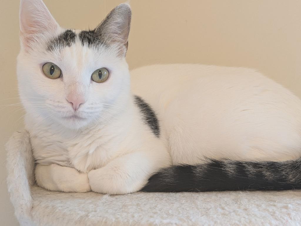 Enlarge Baby (Baby Girl) - No Longer Accepting Apps, a Adoptable mixed breed in Minneapolis, MN image 5/6