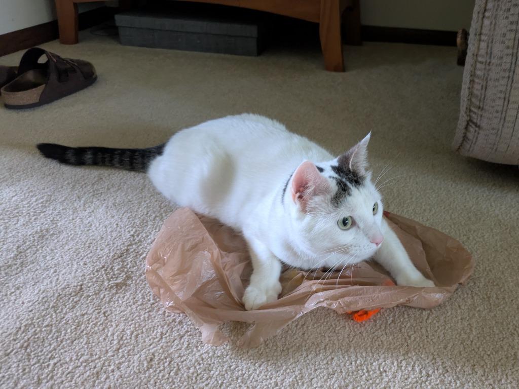 Enlarge Baby (Baby Girl) - No Longer Accepting Apps, a Adoptable mixed breed in Minneapolis, MN image 6/6