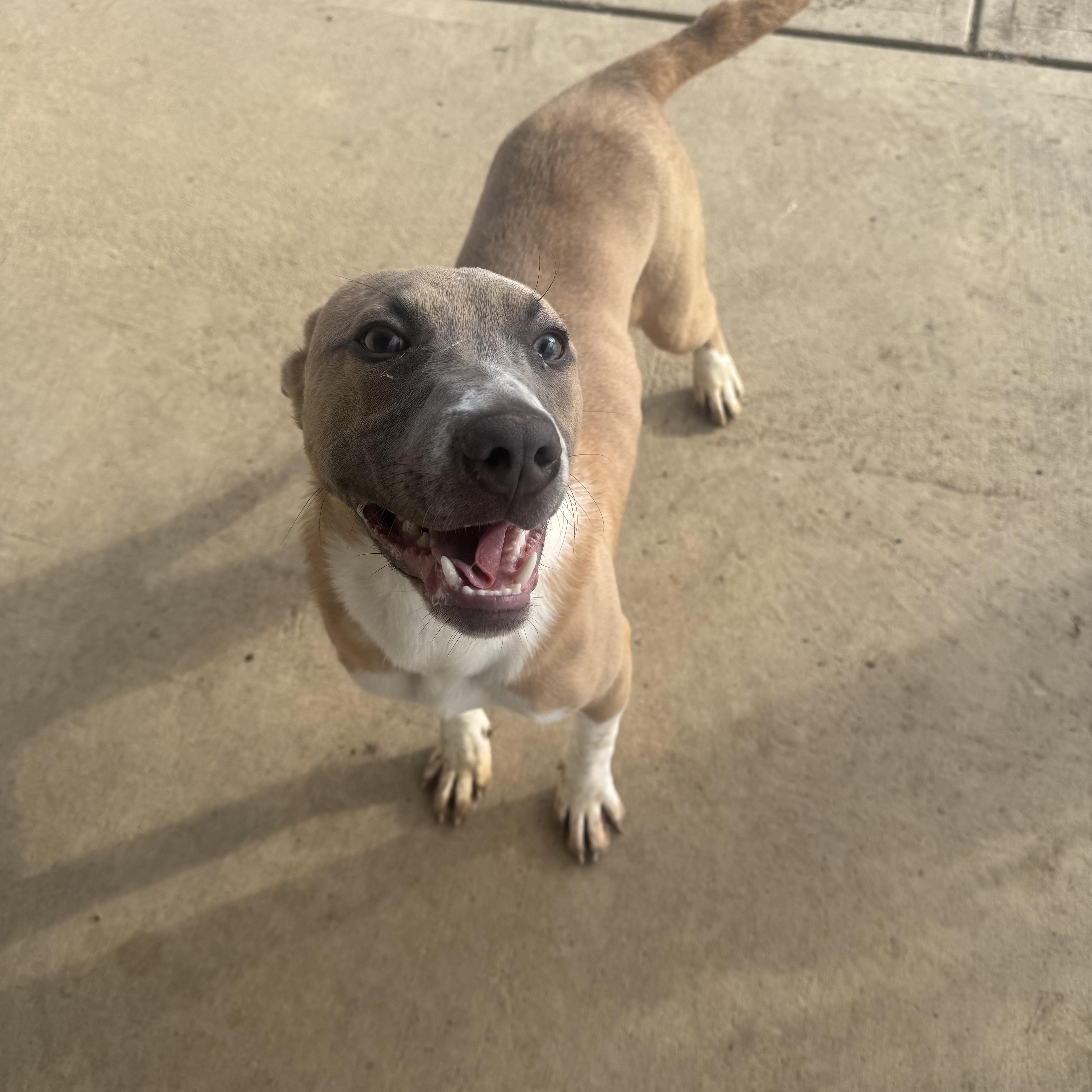 Enlarge B.G. , an adopted mixed breed in Brazil, IN image 2/2