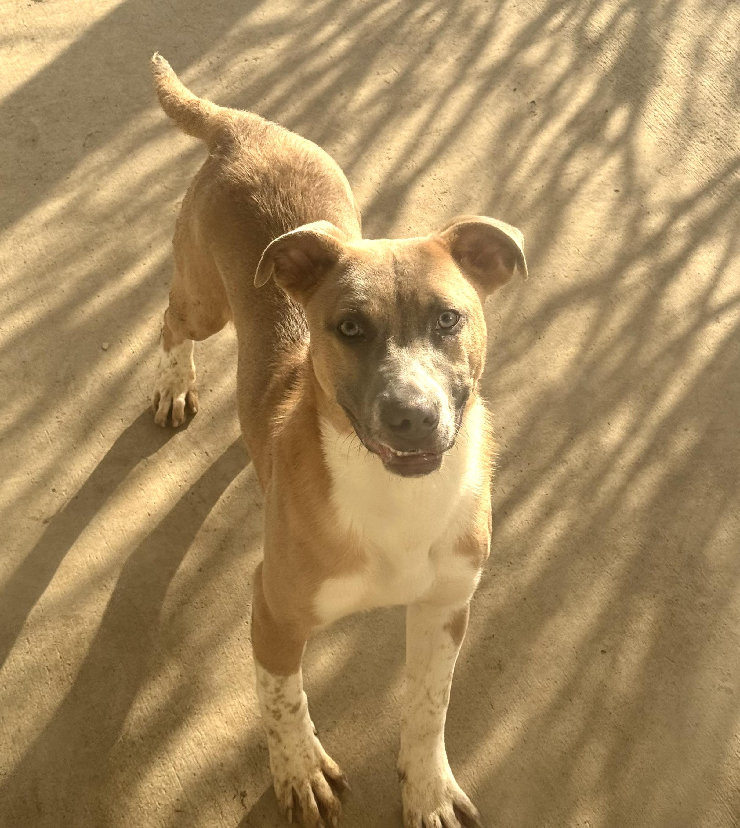 B.G. , ADOPTABLE, Young Male Shepherd.