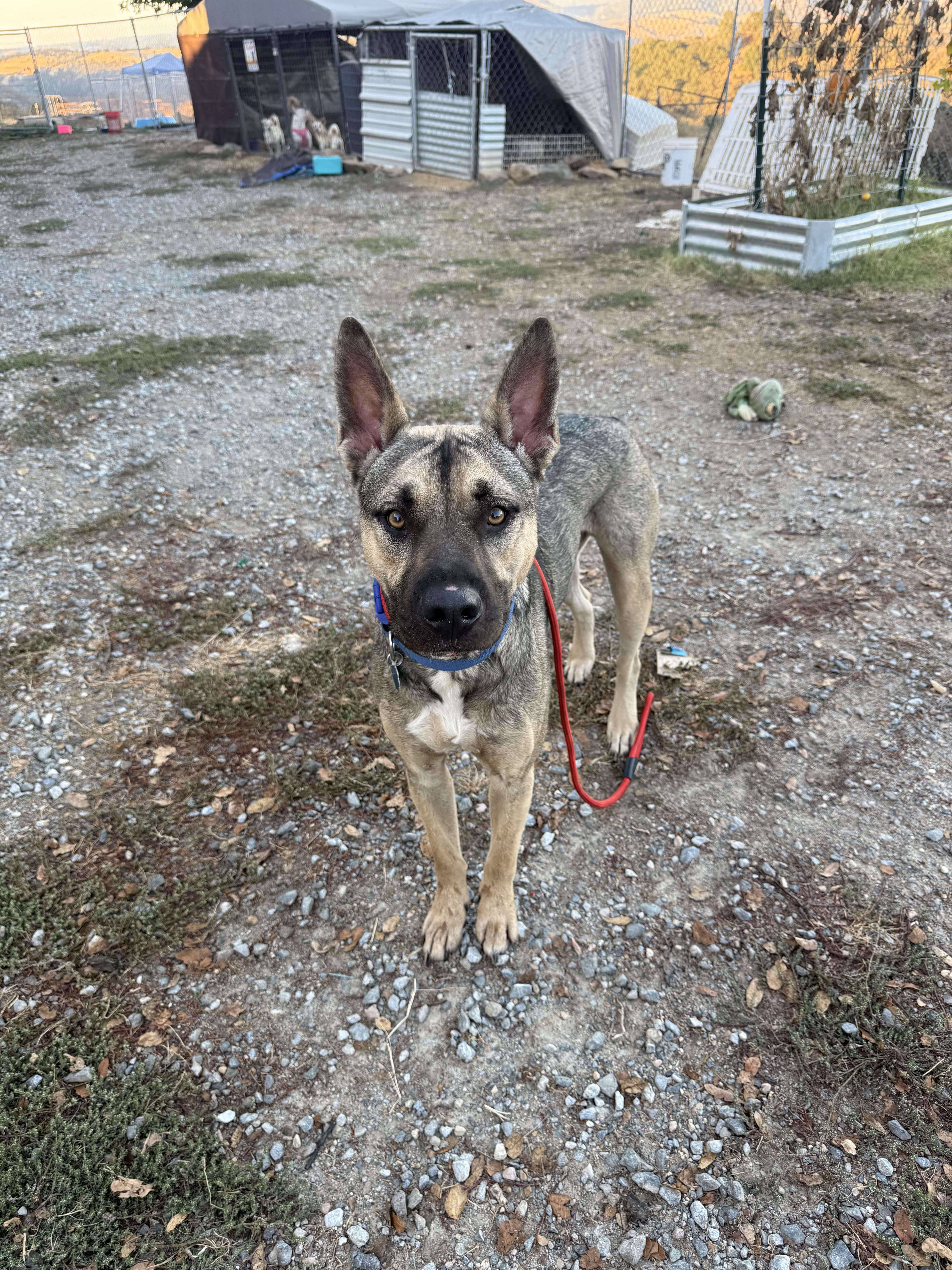 coyote, a ADOPTABLE mixed breed in modesto, CA image 3/3