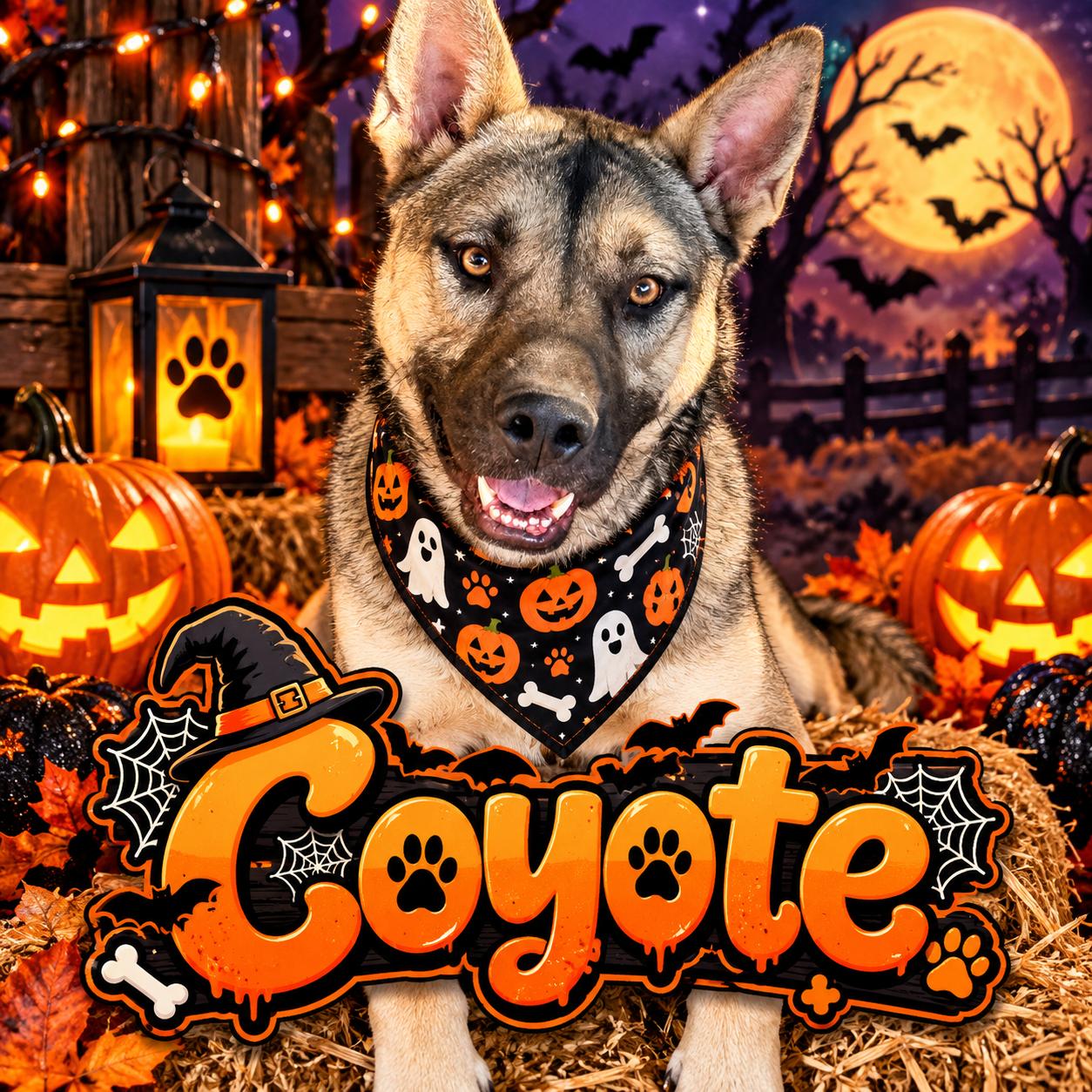 Enlarge coyote, a Adoptable mixed breed in valley springs, CA image 1/6