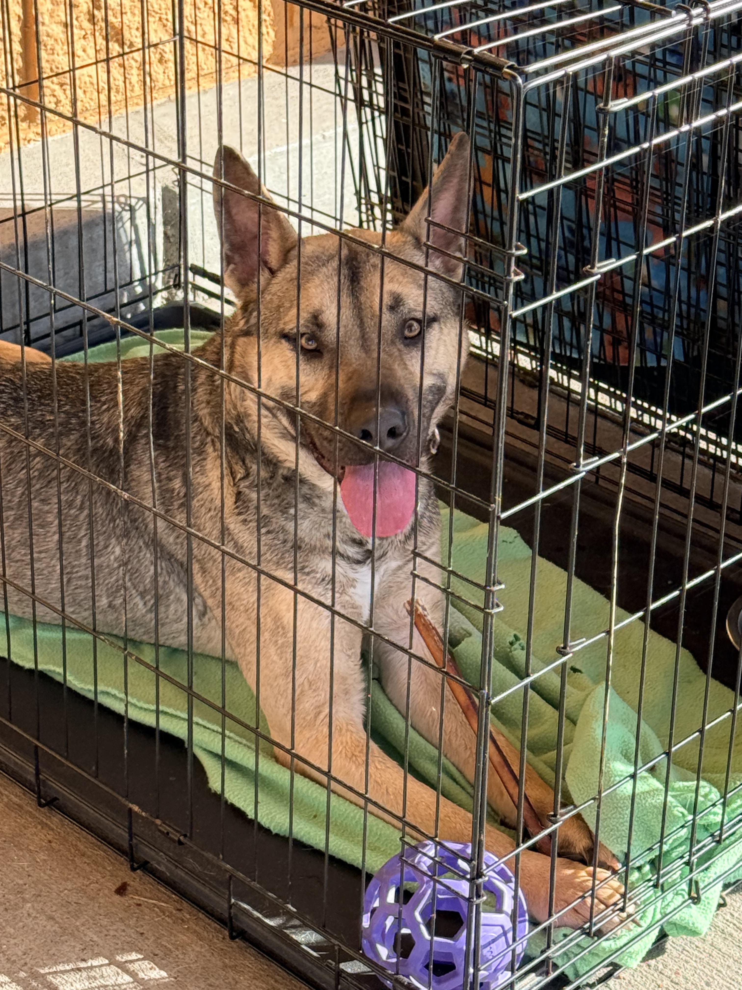 coyote, a ADOPTABLE mixed breed in modesto, CA image 1/3