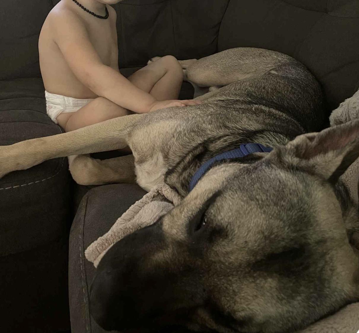 Enlarge coyote, a ADOPTABLE mixed breed in valley springs, CA image 6/6