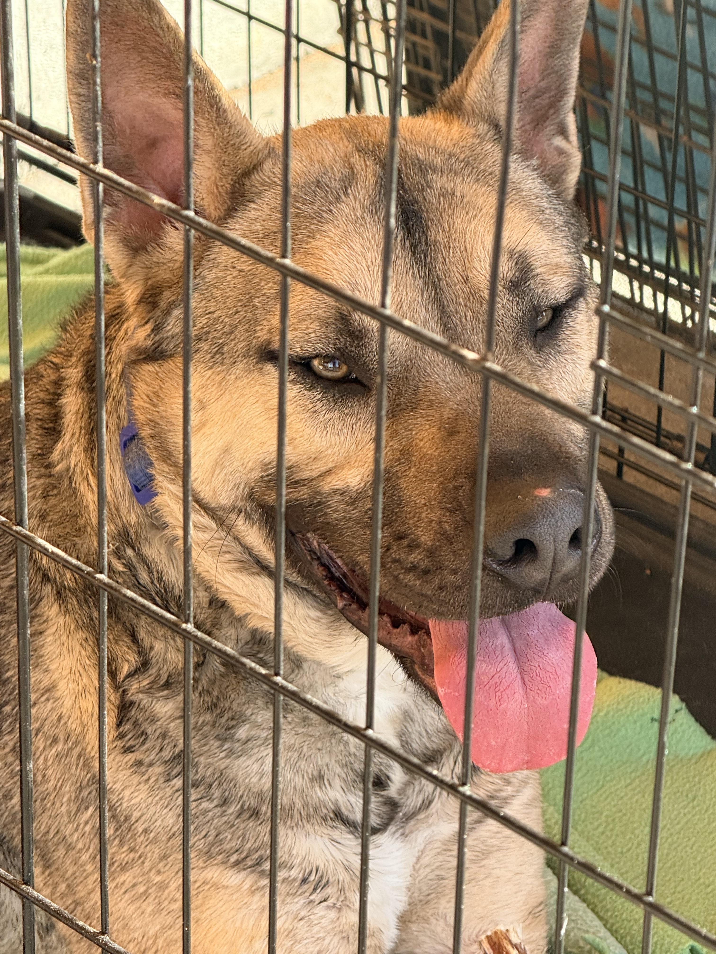 coyote, a ADOPTABLE mixed breed in modesto, CA image 2/3