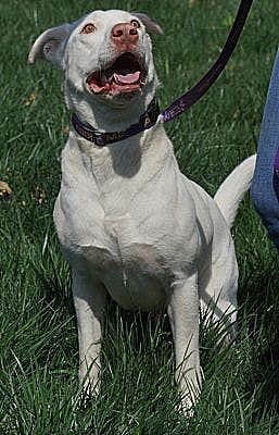 Yeti (URGENT), an adoptable Pit Bull Terrier, Husky in Tracy, CA, 95304 | Photo Image 7