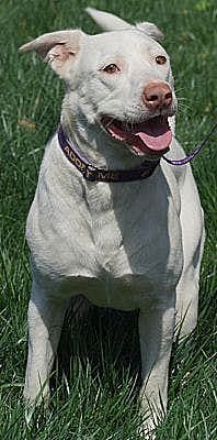 Yeti (URGENT), an adoptable Pit Bull Terrier, Husky in Tracy, CA, 95304 | Photo Image 8