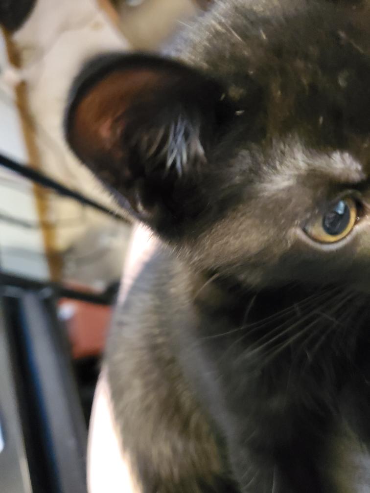 Jason, Adoptable, Kitten Male Domestic Short Hair.