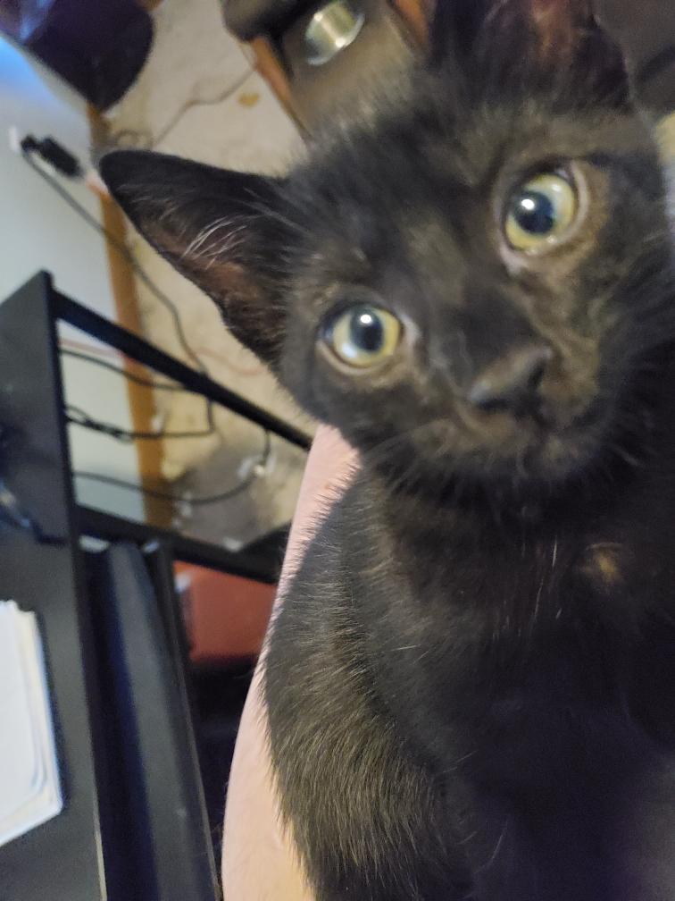 Jason, a Adoptable Domestic Short Hair in Palatine, IL image 2/3