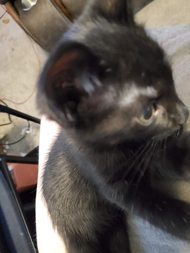 Jason, a Adoptable Domestic Short Hair in Palatine, IL image 3/3