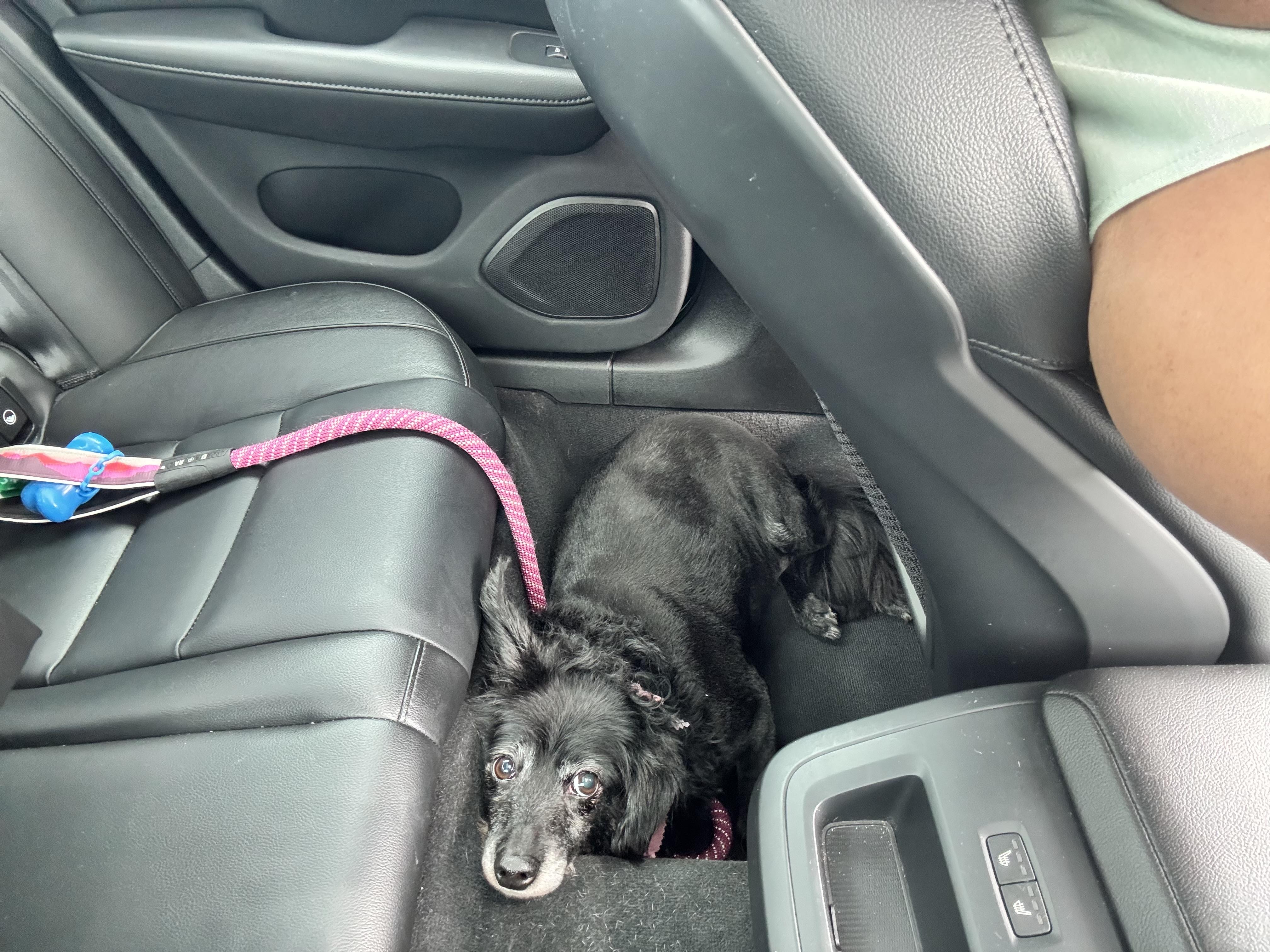 Shadow, a ADOPTABLE mixed breed in Warrenton, VA image 2/4