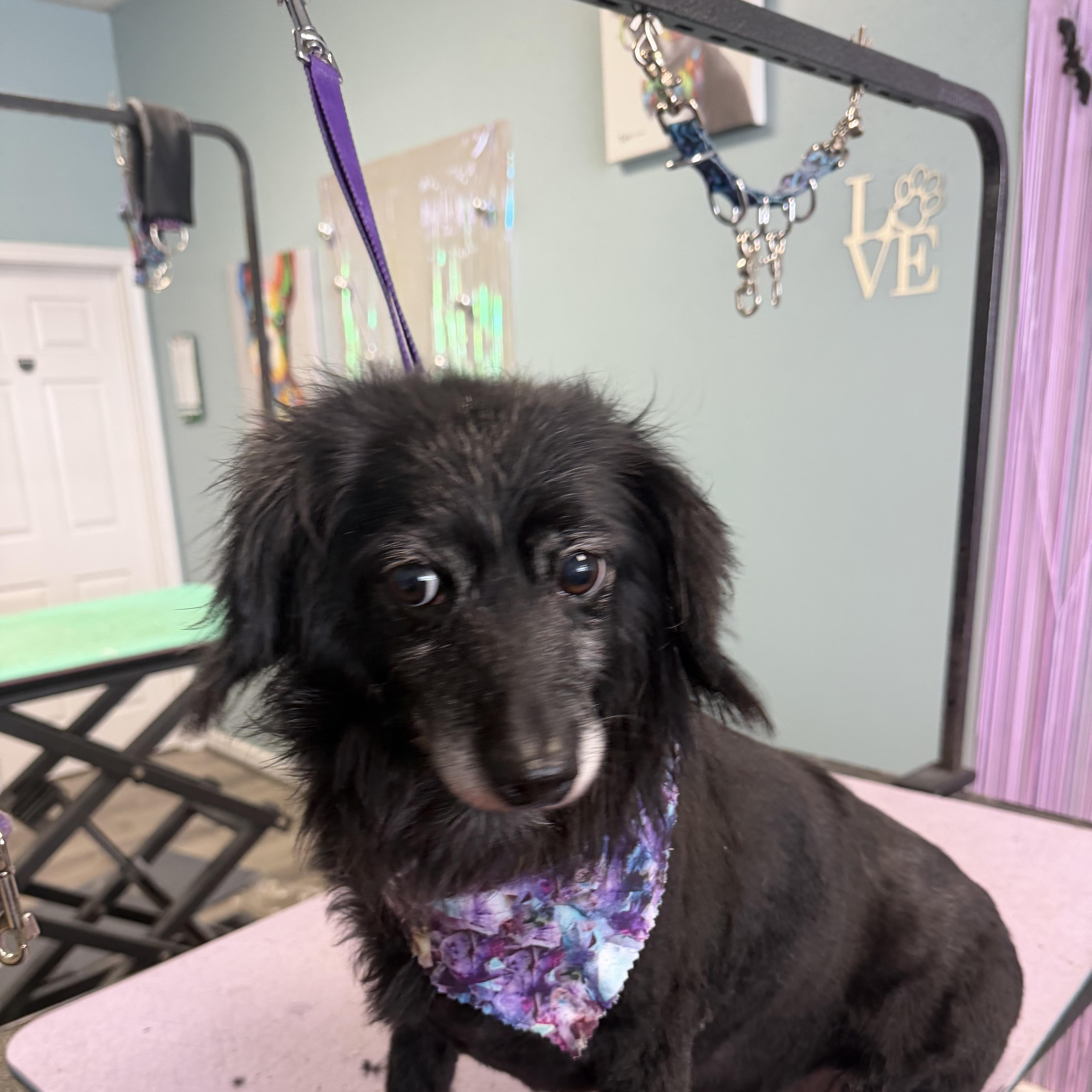 Shadow, a ADOPTABLE mixed breed in Warrenton, VA image 3/4