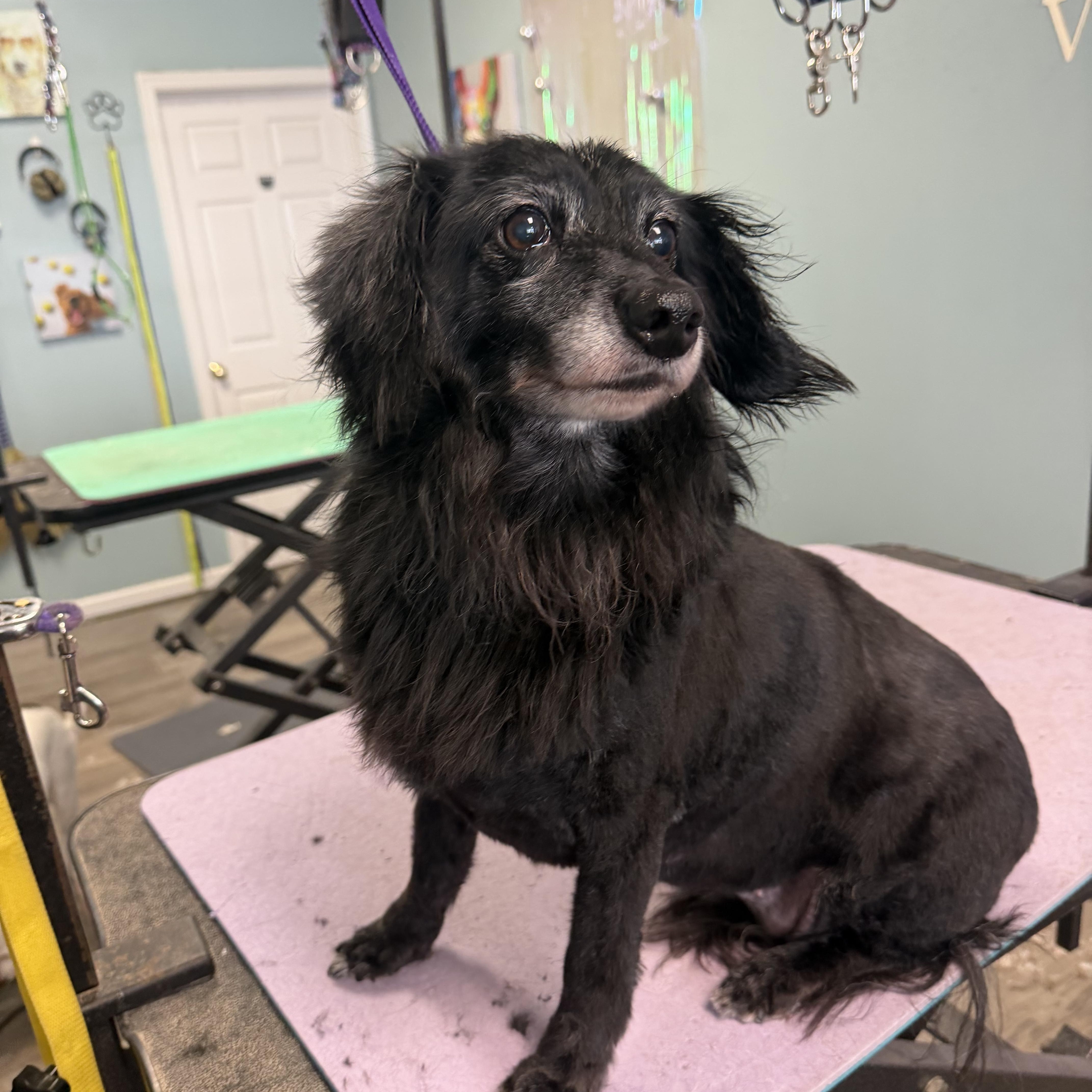 Shadow, a ADOPTABLE mixed breed in Warrenton, VA image 4/4