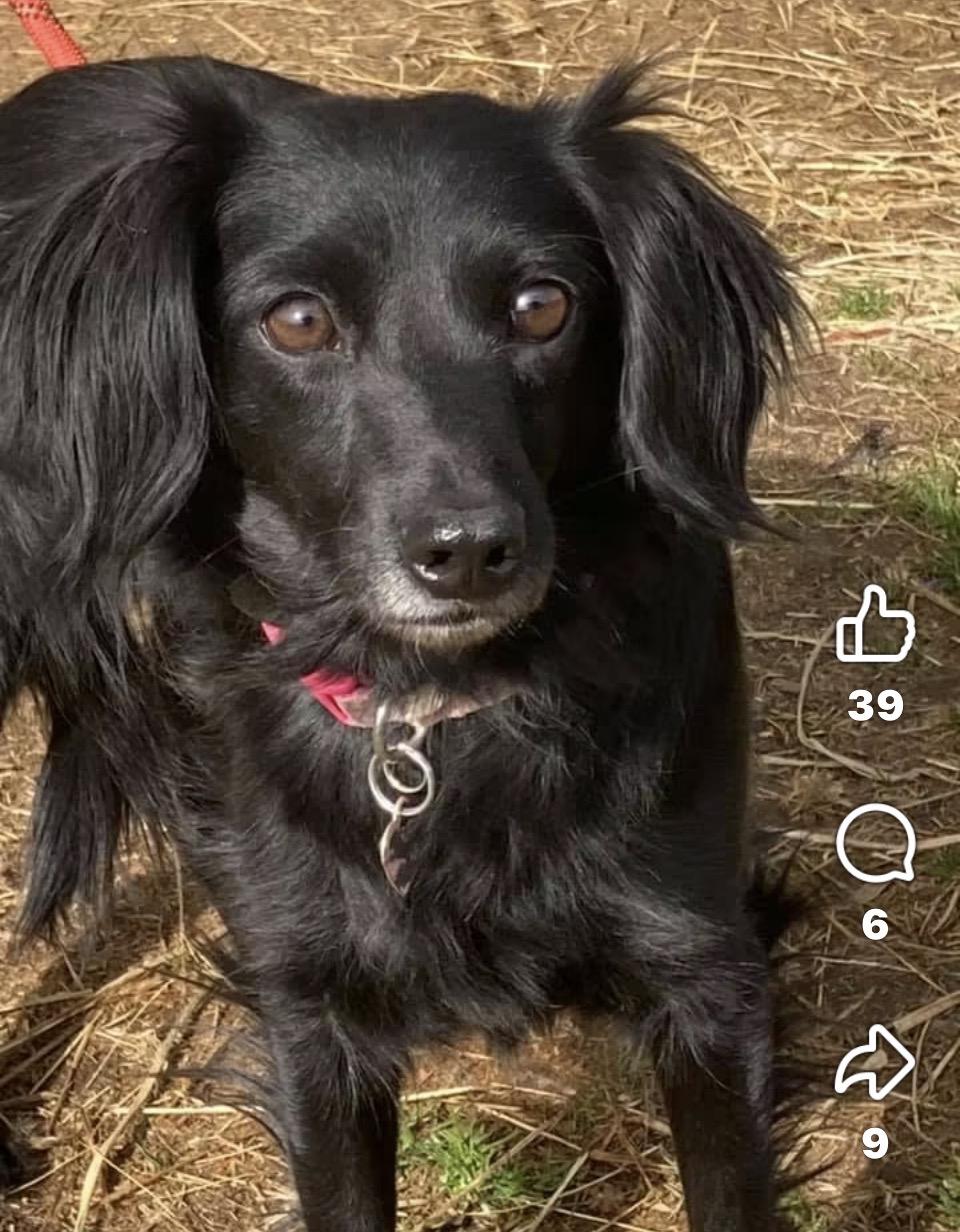 Shadow, ADOPTABLE, Adult Female Dachshund.